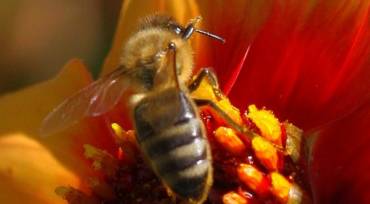 Pollen & Bestäubung