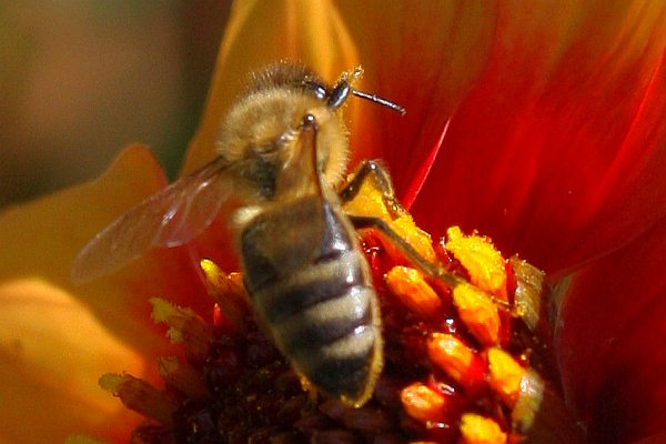Pollen & Bestäubung